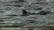 European otter (Lutra lutra) surfacing and diving just off the coast whilst fishing, Scotland, UK, November.