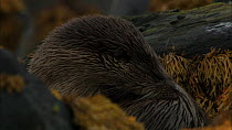 European otter (Lutra lutra) grooming amongst seaweed covered rocks, Scotland, UK, November.