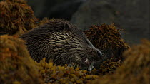 European otter (Lutra lutra) feeding on a fish amongst seaweed covered rocks, Scotland, UK, November.