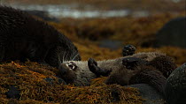 Female European otter (Lutra lutra) with her cub rolling in seaweed and playing, Scotland, UK, November.