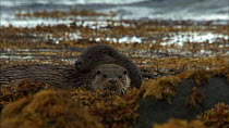 Female European otter (Lutra lutra) resting with her cub in seaweed, Scotland, UK, November.