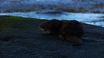 Juvenile European otter (Lutra lutra) eating on a rock, Scotland, UK, November.