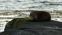 European otter (Lutra lutra) on a rock grooming itself and looking around, Scotland, UK, November.