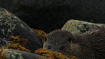 Female European otter (Lutra lutra) with a cub amongst rocks covered in seaweed, Scotland, UK, November.