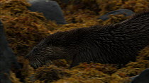 Female European otter (Lutra lutra) with cub moving amongst rocks covered in seaweed, Scotland, UK, November.
