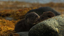 Female European otter (Lutra lutra) and cub settling to rest amongst seaweed covered rocks, Scotland, UK, November.