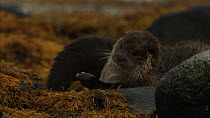 Female European otter (Lutra lutra) with cub, rolling and scent marking, Scotland, UK, November.