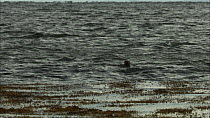 European otters (Lutra lutra) swimming and fishing, Scotland, UK, November.