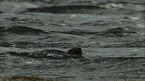 Female European otter (Lutra lutra) swimming with her cub, Scotland, UK, November.