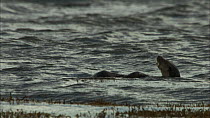 European otters (Lutra lutra) swimming, Scotland, UK, November.