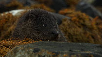 Close up of a female European otter (Lutra lutra) with her cub amongst rocks, Scotland, UK, November.