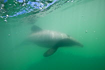 Maui's dolphin (Cephalorhynchus hectori maui) Critically Endangered, the world's smallest and rarest marine dolphin. Endemic to North Island, New Zealand. October. Editorial use only.