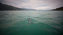 Hector's dolphin (Cephalorhynchus hectori) Akaroa Harbour, South Island, New Zealand, November. Editorial use only.