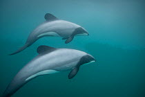 Hector's dolphins (Cephalorhynchus hectori) Akaroa Harbour, South Island, New Zealand, November. Editorial use only.