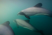 Hector's dolphins (Cephalorhynchus hectori) Akaroa Harbour, South Island, New Zealand, November. Editorial use only.