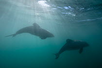 Hector's dolphins (Cephalorhynchus hectori) Akaroa Harbour, South Island, New Zealand, November.