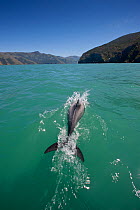 Hector's dolphin (Cephalorhynchus hectori) Akaroa Harbour, South Island, New Zealand, November. Editorial use only.