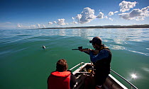 Abundance survey of the Critically Endangered Maui's dolphin (Cephalorhynchus hectori maui) conducted by the New Zealand Department of Conservation. Marc Oremus takes skin biopsies using a dart gun to...