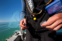 Abundance survey of the Critically Endangered Maui's dolphin (Cephalorhynchus hectori maui) conducted by the New Zealand Department of Conservation. Scientist Marc Oremus takes a skin biopsy from a da...