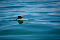 Maui's dolphin (Cephalorhynchus hectori maui) Critically Endangered, the world's smallest and rarest marine dolphin. Endemic to North Island, New Zealand, March.  Editorial use only Editorial use only...