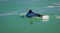 Maui's dolphin (Cephalorhynchus hectori maui) with skin biopsy dart used to obtain DNA profile, part of the New Zealand Department of Conservation's abundance survey. Critically Endangered, this is th...
