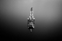 William Trubridge diving -  a world champion free diver who is campaigning to protect the Critically Endangered Maui's dolphin (Cephalorhynchus hectori maui) endemic to New Zealand. January 2008.  Edi...