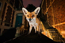 Young urban Red fox (Vulpes vulpes) standing on a wall at night. Bristol, UK, September. Nominated in the Melvita Nature Images Awards competition 2014.