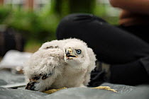Northern goshawk (Accipiter gentilis) nestling ready to be ringed as part of urban goshawk colour ringing study. Berlin, Germany, May. Nominated in the Melvita Nature Images Awards competition 2014.