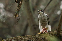Northern goshawk (Accipiter gentilis) adult male calling to mate with food during courtship, Berlin, Germany, March. Nominated in the Melvita Nature Images Awards competition 2014.