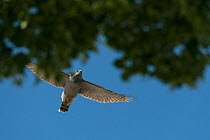 Northern goshawk (Accipiter gentilis) adult male in flight above tree canopy in urban cemetery, Berlin, Germany, March. Nominated in the Melvita Nature Images Awards competition 2014.