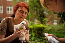 Scientists handling Northern goshawk (Accipiter gentilis) nestling, part of an urban goshawk colour ringing study. Berlin, Germany. May. Nominated in the Melvita Nature Images Awards competition 2014.