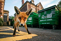 Young urban Red fox (Vulpes vulpes) standing in front of Bristol City Council dustbins. Bristol, UK, September.