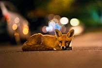 Young urban Red fox (Vulpes vulpes) lying in road with street lights behind. Bristol, UK, August.
