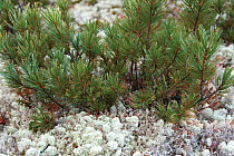 Siberian dwarf pine (Pinus pumila) Zabaikalsky National Park/ Barguzin prezerv, Lake Baikal, Siberia, Russia, September 2013.