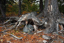 Tree with gnarled roots, 'Brown Bear Coast', Baikalo-Lensky Nature Reserve, Lake Baikal, Siberia, Russia, September 2013.