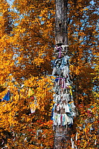 Prayer flags / scarves tied to tree, Pribaikalsky National Park, Lake Baikal, Siberia, Russia, September 2013.