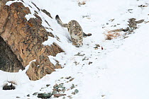 Snow leopard (Uncia uncia) walking down snow covered slope, Hemas National Park, Ladakh, India. Winner of the Long Lens catergory in the Melvita Nature Images Awards competition 2014.