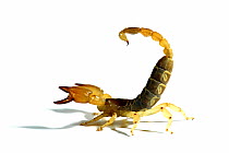 Large-clawed scorpion (Scorpio maurus) in defensive posture, Morocco.