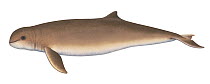Profile illustration of Australian Snubfin Dolphin (Orcaella heinsohni).
