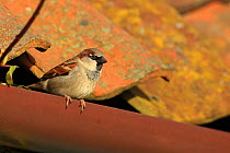 House sparrow (Passer domesticus) perched on gutter, Norfolk, UK, February.