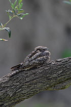 Nightjar (Caprimulgus eurpaeus meridionalis) on branch, Lesbos Greece, May.