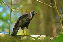 Great black hawk (Buteogallus urubitinga) perched, Trinidad and Tobago.