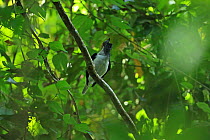 Bearded bellbird (Procnias averano) calling, Trinidad and Tobago.
