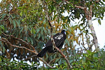 Trinidad piping guan (Pipile pipile) perched, Trinidad and Tobago.
