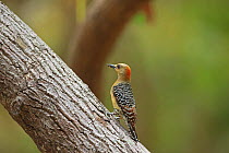 Red-crowned woodpecker (Melanerpes rubricapillus) on branch, Trinidad and Tobago.