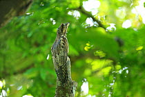 Common potoo (Nyctibius griseus) on tree stump, Trinidad and Tobago.