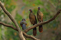 Rufous-vented chachalacas (Ortalis ruficauda) perched on branch, Trinidad and Tobago.