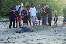 Tourists watching Leatherback turtle (Dermochelys coriacea) laying eggs, Trinidad and Tobago.