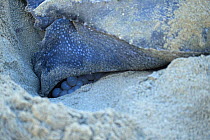 Leatherback turtle (Dermochelys coriacea) laying eggs, Trinidad and Tobago.