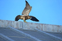 Peregrine (Falco peregrinus) on cathedral roof, Norwich Cathedral, Norfolk, UK, June.